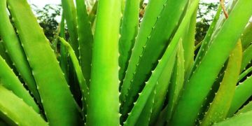 Alóe vera - Aloe barbadensis