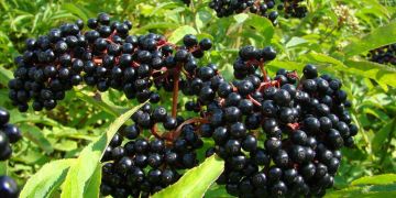 Elderberry - Sambucus nigra